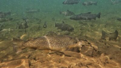 Mentored Youth Trout Days upcoming